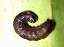 Cerapteryx_graminis_larva_niitty-yokkonen_toukka_IMG_7818.JPG