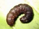 Cerapteryx_graminis_larva_niitty-yokkonen_toukka_IMG_7820.JPG