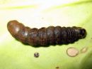 Cerapteryx_graminis_larva_niitty-yokkonen_toukka_IMG_7823.JPG