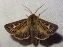 Cerapteryx_graminis_niitty-yokkonen_IMG_8498.jpg