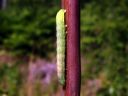 Cerastis_leucographa_larva_rusokevatyokkonen_toukka_IMG_5395.JPG