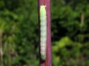 Cerastis_leucographa_larva_rusokevatyokkonen_toukka_IMG_5396.JPG