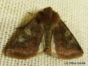 Cerastis_leucographa_rusokevatyokkonen_1_5_2014.jpg