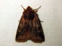 Cerastis_leucographa_rusokevatyokkonen_IMG_4447.JPG