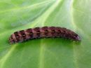 Cerastis_rubricosa_larva_sinikevatyokkonen_toukka_IMG_1565.jpg