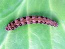 Cerastis_rubricosa_larva_sinikevatyokkonen_toukka_IMG_1567.jpg