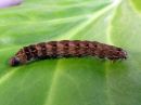 Cerastis_rubricosa_larva_sinikevatyokkonen_toukka_IMG_1568.jpg