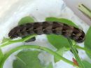 Cerastis_rubricosa_larva_sinikevatyokkonen_toukka_IMG_1573.jpg