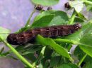 Cerastis_rubricosa_larva_sinikevatyokkonen_toukka_IMG_1735.jpg