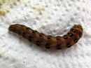 Cerastis_rubricosa_larva_sinikevatyokkonen_toukka_IMG_1742.jpg