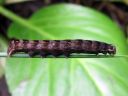 Cerastis_rubricosa_larva_sinikevatyokkonen_toukka_IMG_4659.JPG