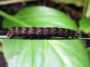 Cerastis_rubricosa_larva_sinikevatyokkonen_toukka_IMG_4662.JPG