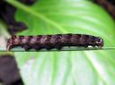 Cerastis_rubricosa_larva_sinikevatyokkonen_toukka_IMG_4664.JPG