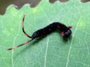 Cerura_erminea_larva_valkohangokas_toukka_IMG_4123.jpg