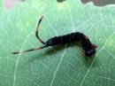 Cerura_erminea_larva_valkohangokas_toukka_IMG_4125.jpg