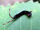 Cerura_erminea_larva_valkohangokas_toukka_IMG_4126.jpg