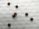 Cerura_vinula_eggs_isohangokas_munia_IMG_2716.JPG