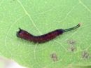 Cerura_vinula_larva_isohangokas_toukka_IMG_1170.jpg