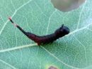 Cerura_vinula_larva_isohangokas_toukka_IMG_1841.jpg