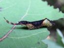 Cerura_vinula_larva_isohangokas_toukka_IMG_1844.jpg