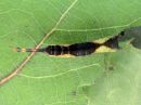 Cerura_vinula_larva_isohangokas_toukka_IMG_1845.jpg