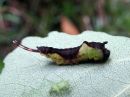 Cerura_vinula_larva_isohangokas_toukka_IMG_1848.jpg