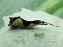 Cerura_vinula_larva_isohangokas_toukka_IMG_1849.jpg