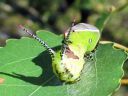 Cerura_vinula_larva_isohangokas_toukka_IMG_1917.JPG