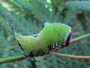 Cerura_vinula_larva_isohangokas_toukka_IMG_2242.JPG