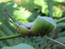 Cerura_vinula_larva_isohangokas_toukka_IMG_2243.JPG