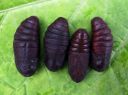 Cerura_vinula_pupa_isohangokas_kotelo_IMG_0576.JPG