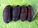 Cerura_vinula_pupa_isohangokas_kotelo_IMG_0577.JPG