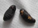 Cerura_vinula_pupa_isohangokas_kotelo_IMG_2720.JPG