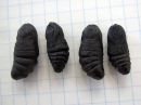 Cerura_vinula_pupa_isohangokas_kotelo_IMG_4695.jpg