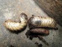 Cetonia_aurata_larva_kultakuoriainen_toukka_IMG_1186.JPG