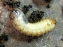 Cetonia_aurata_larva_kultakuoriainen_toukka_IMG_1187.JPG