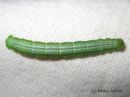 Chiasmia_clathrata_larva_ruutumittari_toukka_17_8_2015_28229.JPG