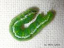 Chiasmia_clathrata_larva_ruutumittari_toukka_17_8_2015_28329.JPG