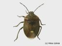 Chlorochroa_pinicola_mantylude_18_6_2014.jpg