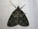 Chloroclysta_miata_vihervarpumittari_IMG_7508.JPG