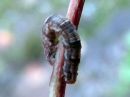 Chloroclystis_v-ata_larva_lehtovahamittari_toukka_IMG_3942.jpg