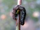 Tiedostonimi=Chloroclystis_v-ata_larva_lehtovahamittari_toukka_IMG_3944.jpg
Tiedostokoko=52kt
Koko=600x450
Lisätty=26.04.2020 Chloroclystis_v-ata_larva_lehtovahamittari_toukka_IMG_3944.jpg