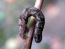 Chloroclystis_v-ata_larva_lehtovahamittari_toukka_IMG_3946.jpg