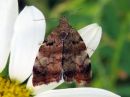 Choreutis_pariana_omenatuikekoi_IMG_1919.jpg