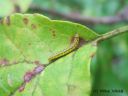 Choreutis_pariana_tarhatuikekoi_2_9_2014.jpg