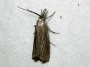 Chrysoteuchia_culmella_kulmaheinakoisa_IMG_3993.JPG