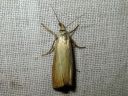 Chrysoteuchia_culmella_kulmaheinakoisa_IMG_4472.JPG