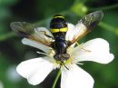 Chrysotoxum_bicinctum_vannesarvikarpanen_IMG_6607.jpg