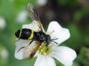 Chrysotoxum_bicinctum_vannesarvikarpanen_IMG_6609.jpg