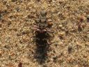 Cicindela_hybrida_hietikkokiitajainen_IMG_2893.jpg